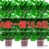 Scindapsus Potted plant wholesale indoor a living room Green plant water uptake Botany Big leaf Garland Green basket supermarket